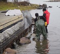 Byggandet av gabionmur på Matge, Hösten 2020